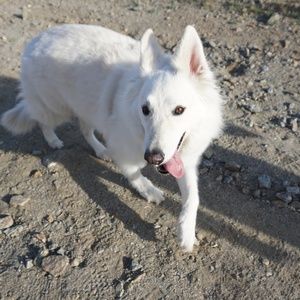 Meet your Posher, Sydney